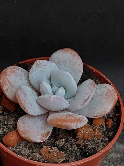 Echeveria Laui