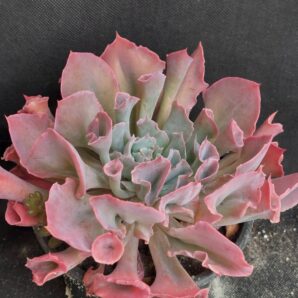 Echeveria Trumpet Pinky