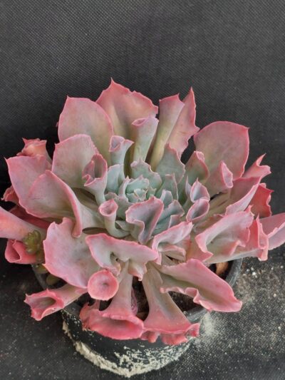 Echeveria Trumpet Pinky