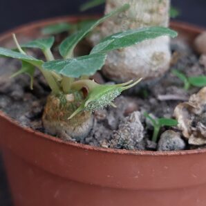 Dorstenia foetida | 38