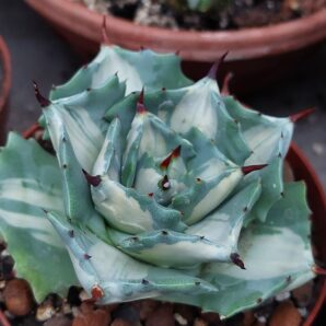 Agave isthmensis ‘Ohi Raijin Shiro Nakafu’ – Variegated Dwarf