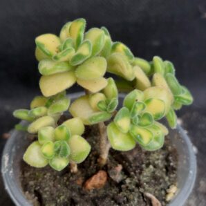 Aeonium spathulatum variegated