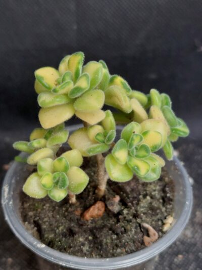 Aeonium spathulatum variegated