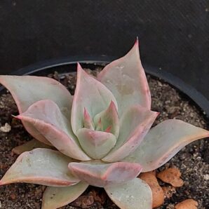 Echeveria Madiba
