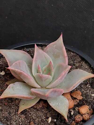 Echeveria Madiba