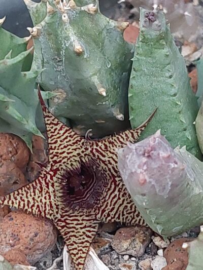 Huernia loeseneriana
