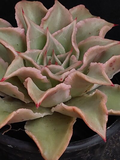 Echeveria Madiba - Зображення 2