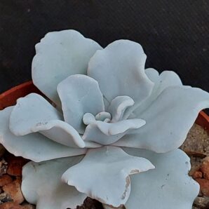 Echeveria Crispate Beauty