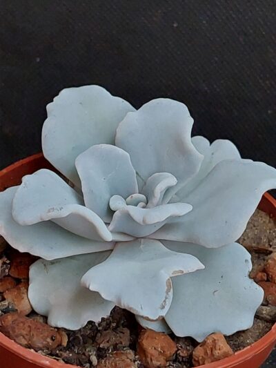 Echeveria Crispate Beauty