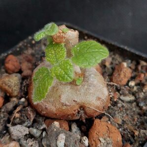 Sinningia bullata