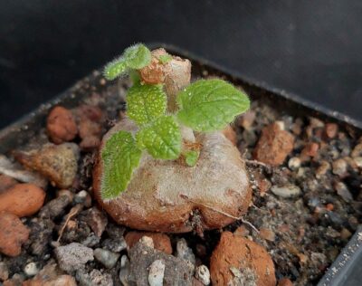 Sinningia bullata