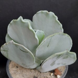 Cotyledon undulata