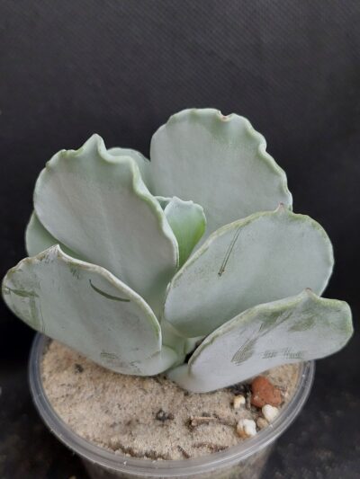 Cotyledon undulata