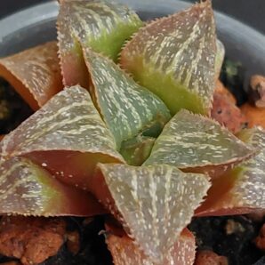 Haworthia magnifica