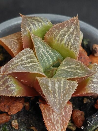 Haworthia magnifica