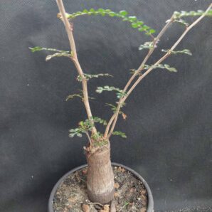 Operculicarya decaryi