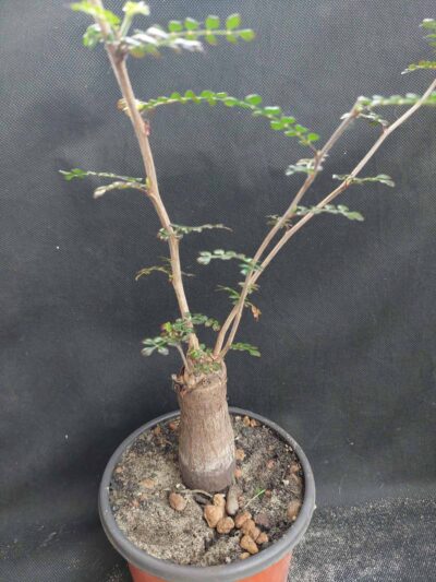 Operculicarya decaryi