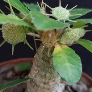 Dorstenia foetida