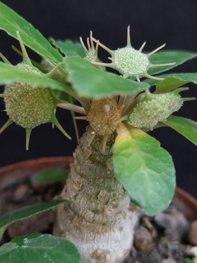 Dorstenia foetida