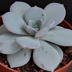 Echeveria Laui hybr