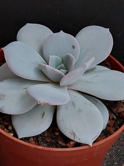 Echeveria Laui hybr