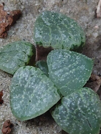 Haworthia comptoniana 'Blue Haze' - Зображення 2