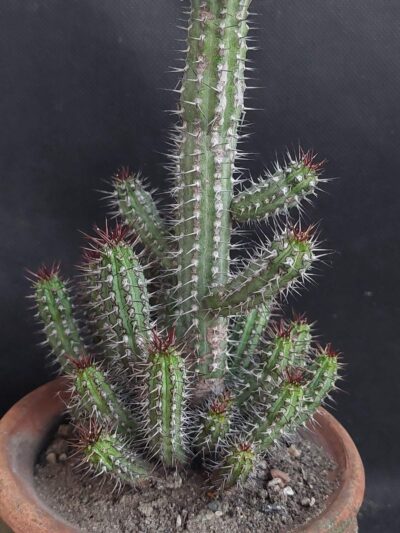 Euphorbia Baioensis