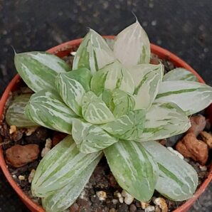 Haworthia cooperi obtusa