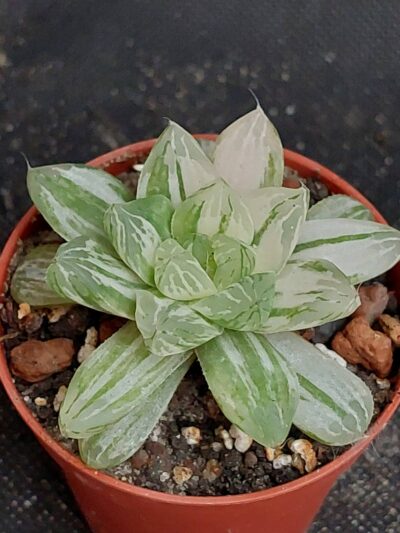 Haworthia cooperi obtusa