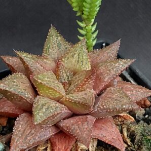 Haworthia magnifica hybr
