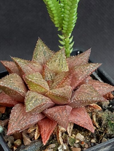 Haworthia magnifica hybr