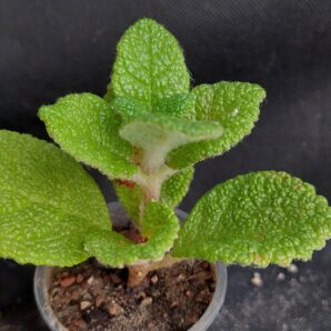 Sinningia bullata