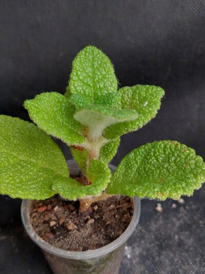 Sinningia bullata