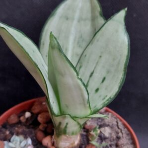 Sansevieria Moonshine