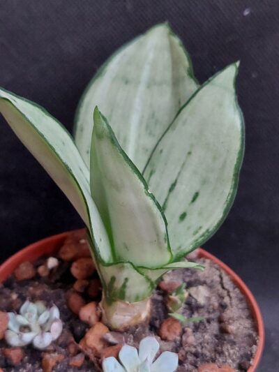 Sansevieria Moonshine