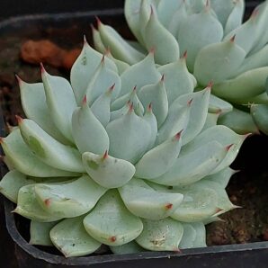 Echeveria cuspidata var. zaragoza