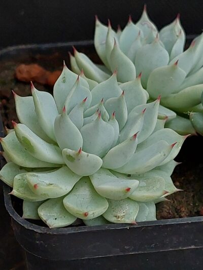 Echeveria cuspidata var. zaragoza