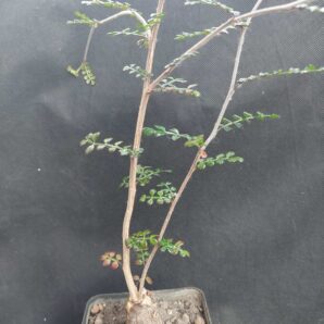 Operculicarya decaryi