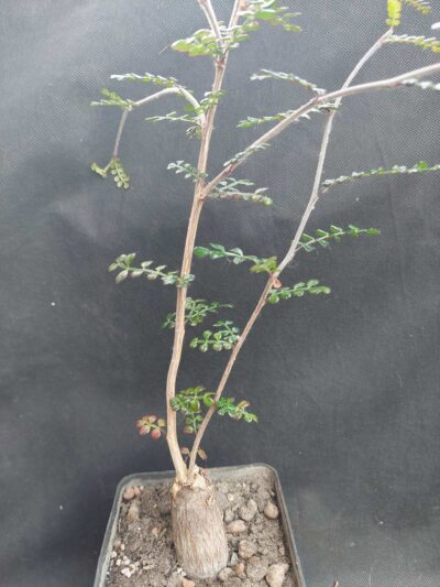 Operculicarya decaryi