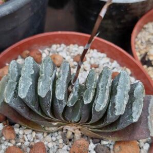 Haworthia Truncata