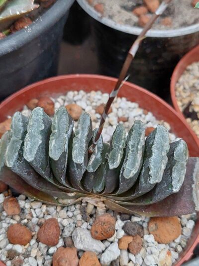 Haworthia Truncata