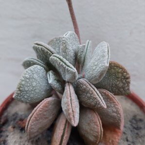 Peperomia hutchisonii