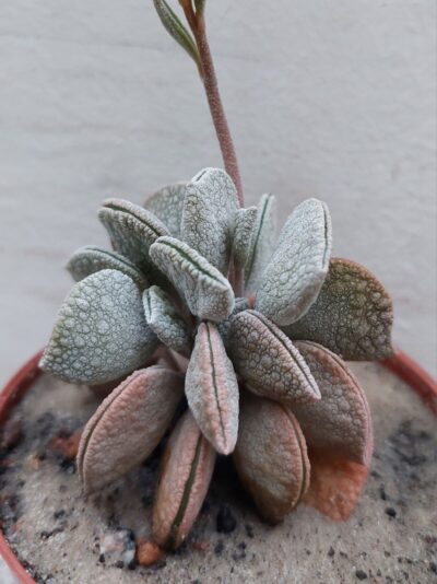 Peperomia hutchisonii