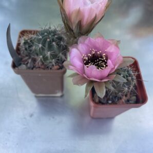 Lobivia jajoiana cv. Anemone 250 гр 5 лет