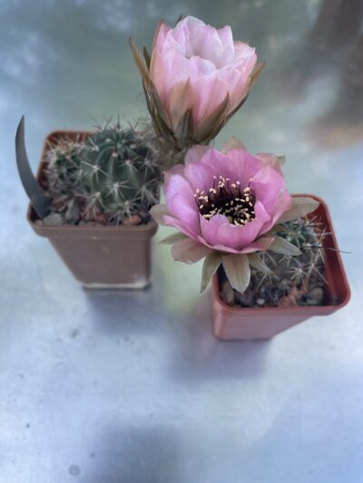 Lobivia jajoiana cv. Anemone 250 гр 5 лет