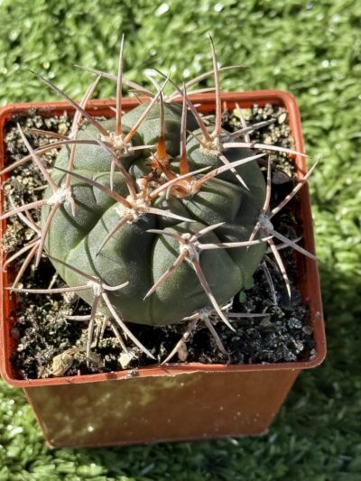 Gymnocalycium spegazzinii - Зображення 2