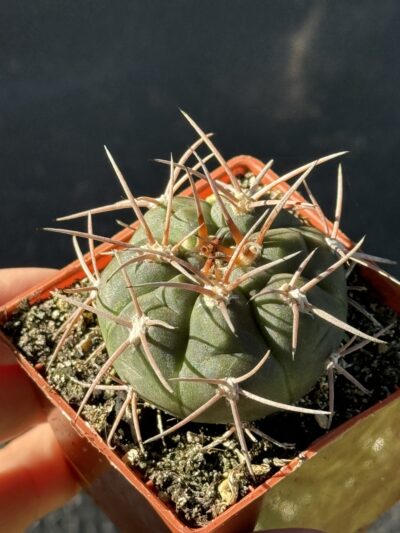 Gymnocalycium spegazzinii - Зображення 3