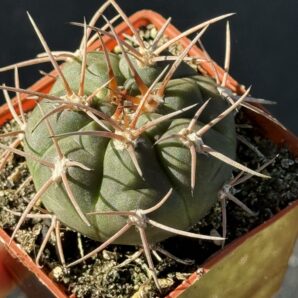Gymnocalycium spegazzinii