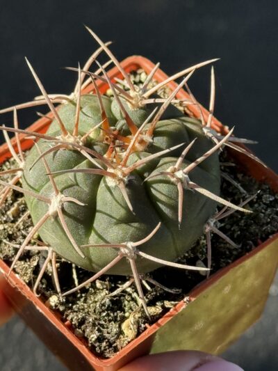 Gymnocalycium spegazzinii