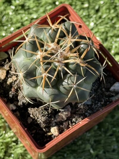 Coryphantha elephantidens - Зображення 2